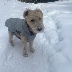 Quinzee™ Dog Jacket by Ruffwear, grey and orange size S